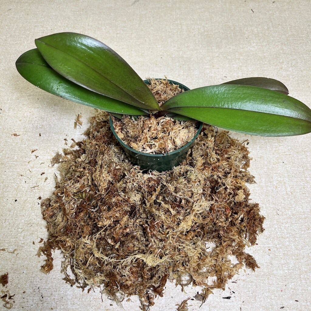 Gubler Orchid Moss 2-cu ft Potting Soil Mix | Nursery